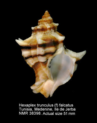 Hexaplex trunculus (f) falcatus.jpg - Hexaplex trunculus (f) falcatusSandri & Danilo,1856